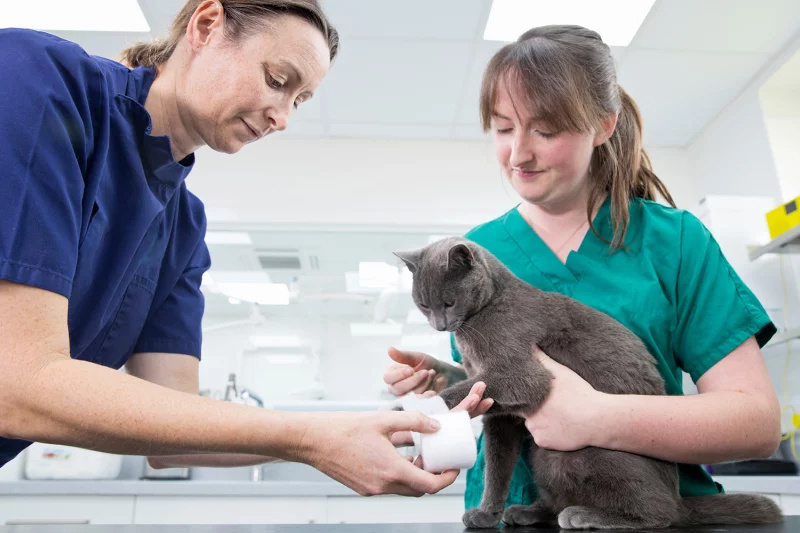 Animal Academy Transform Your Future In Animal Care animal-academy-transform-your-future-in-animal-care